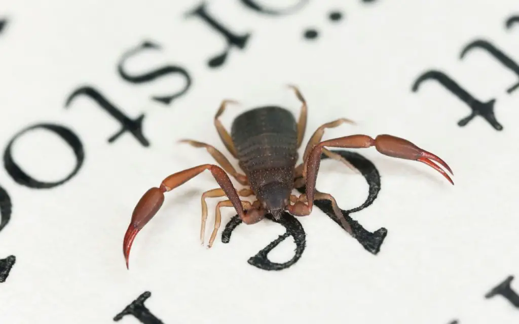 How can pseudoscorpions be helpful to humans?