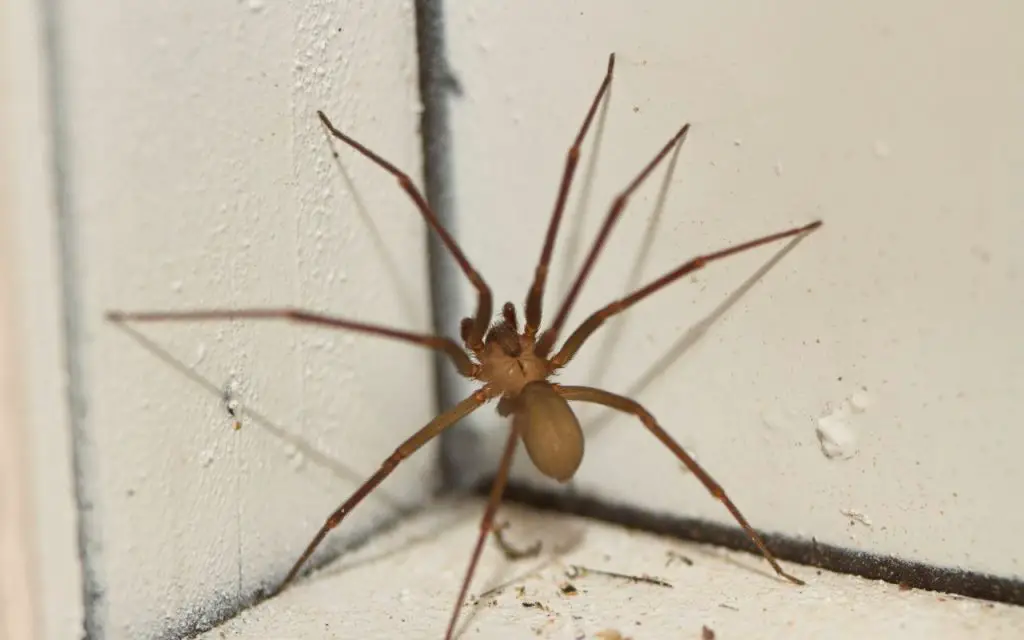 Can Brown Recluse Spiders jump?