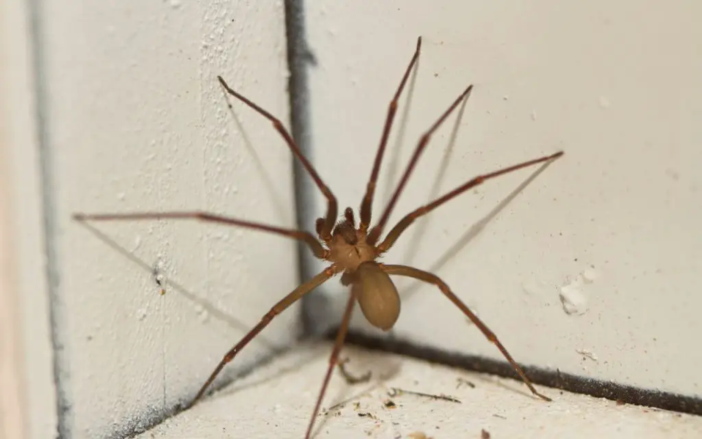 When do Brown Recluse spiders bite?