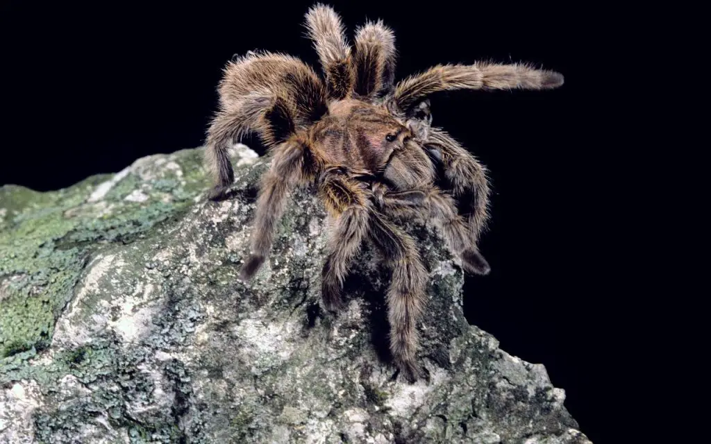 Are rose hair tarantulas venomous?