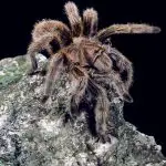 Are rose hair tarantulas venomous?