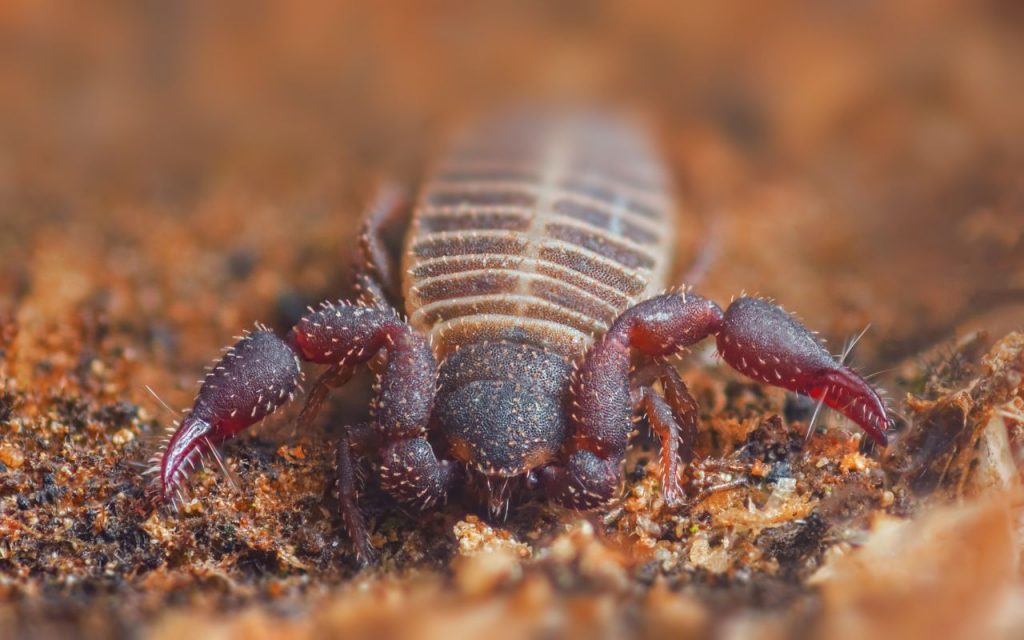 Are there pseudoscorpions in washington state?