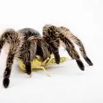 How long do Curly hair tarantulas live?