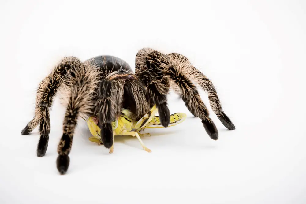 How long do Curly hair tarantulas live?