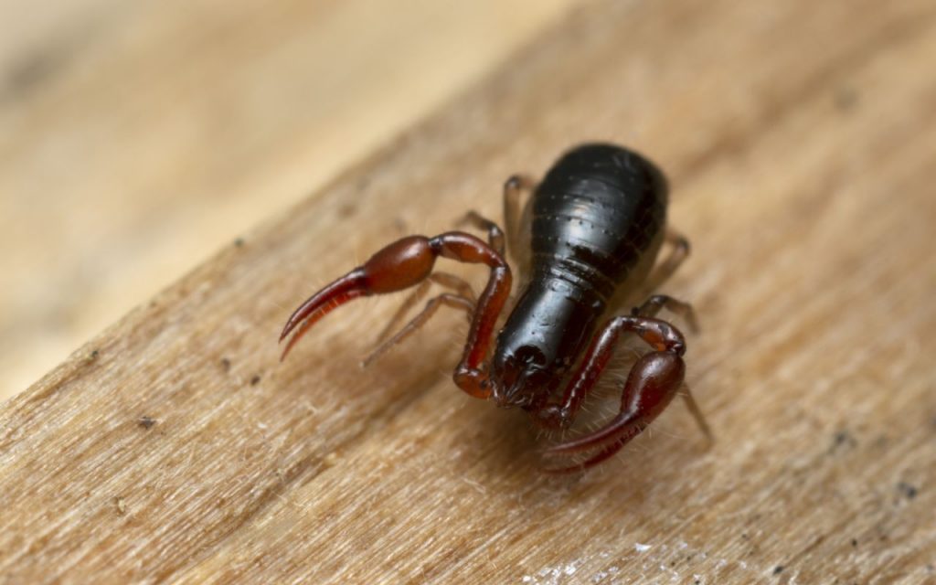 Are there pseudoscorpions in washington state?