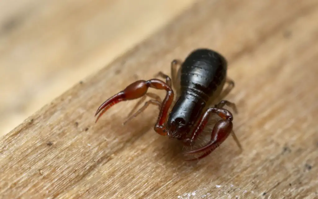 Are there pseudoscorpions in canada?