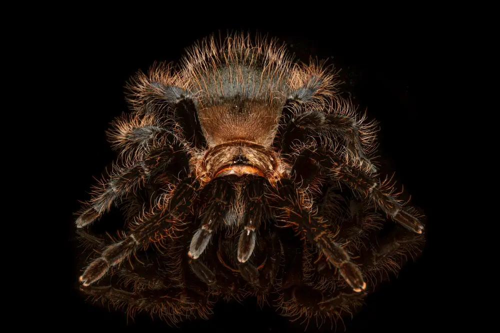 Curly Hair Tarantula growth rate