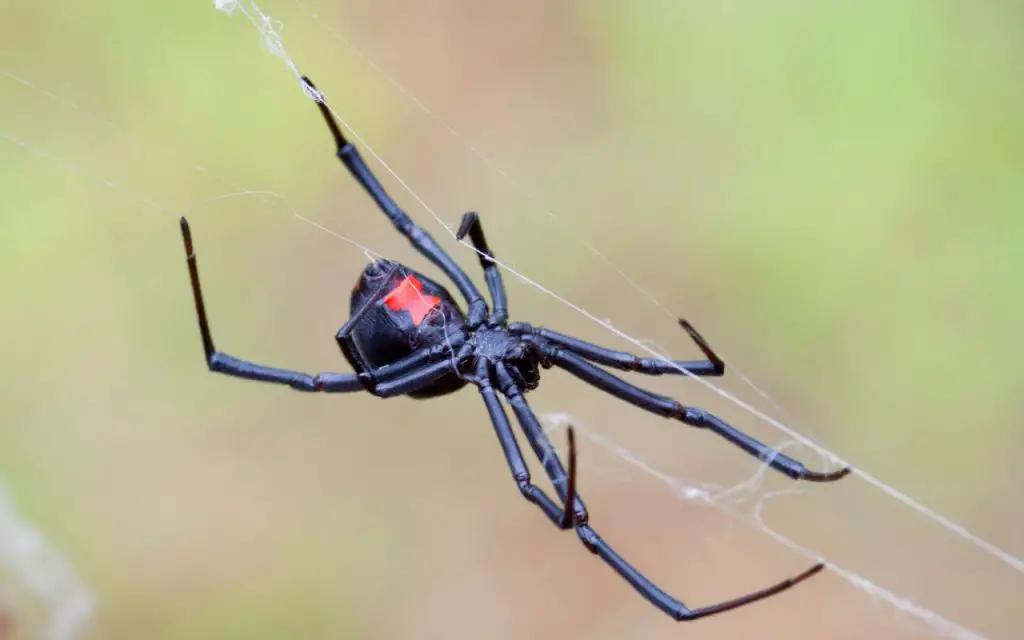 How big is a black widow spider?