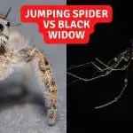 Jumping spider vs black widow: what's the difference?