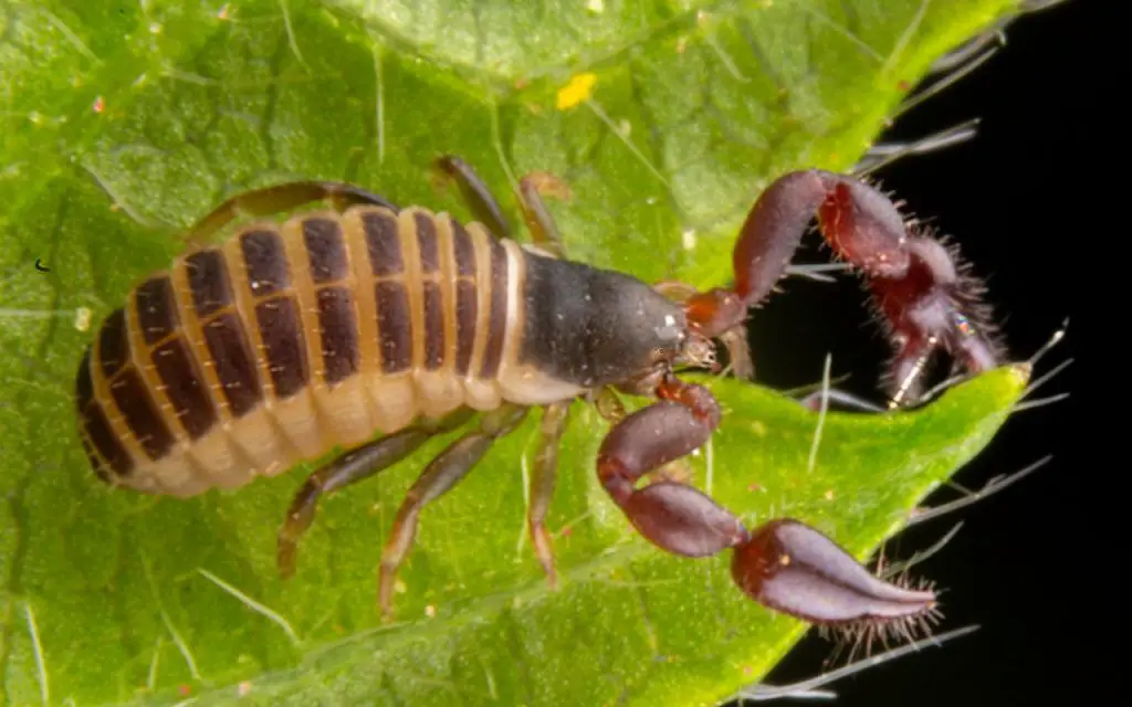 Do pseudoscorpions bite humans?