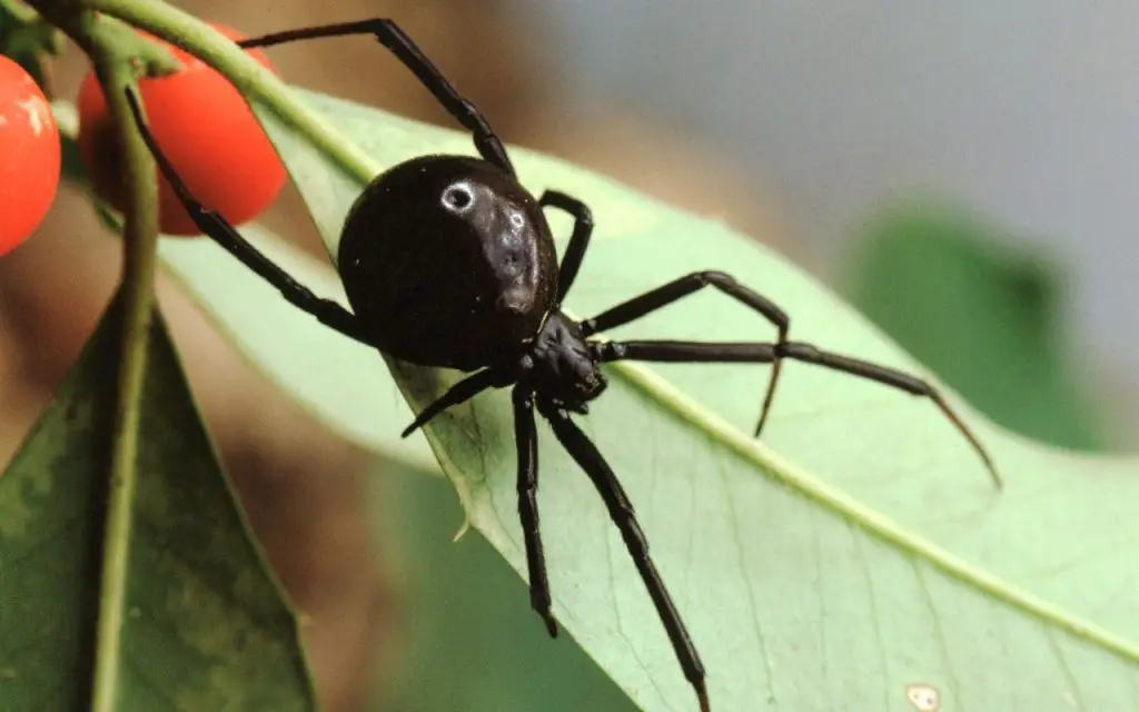 How big is a black widow spider?