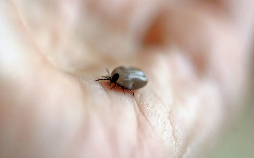 Pseudoscorpion vs Tick: How to tell them apart