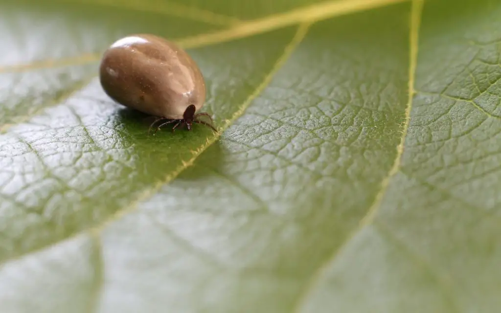 Pseudoscorpion vs Tick: How to tell them apart