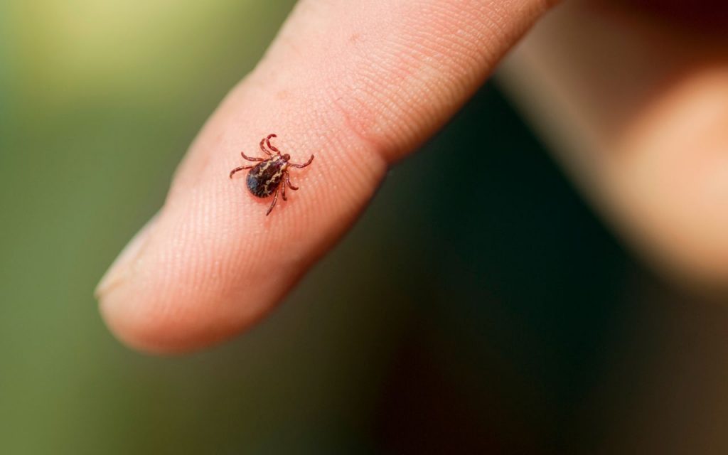 Pseudoscorpion vs Tick: How to tell them apart