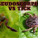 Pseudoscorpion vs Tick: How to tell them apart