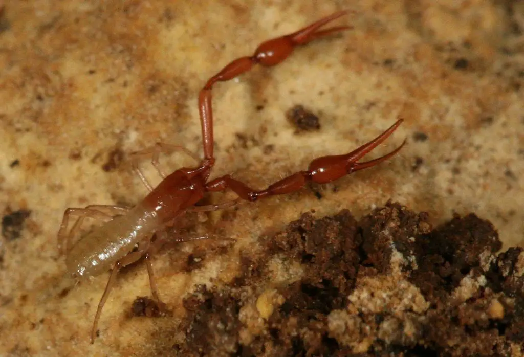 The Tooth Cave Pseudoscorpion