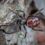 What is a false black widow spider?