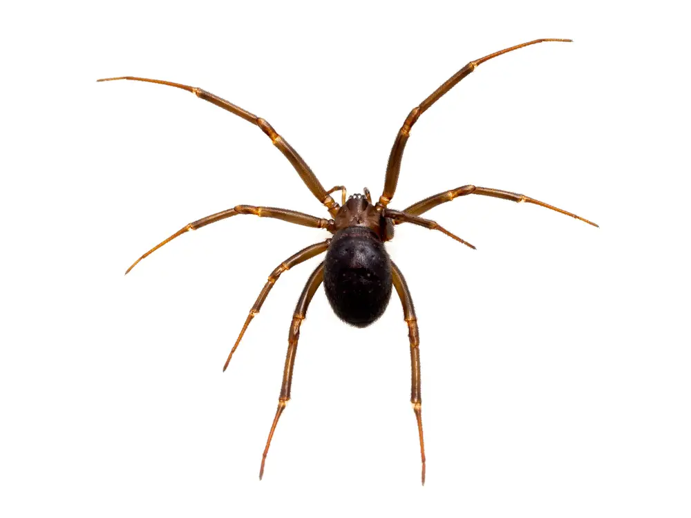 What is a false black widow spider?