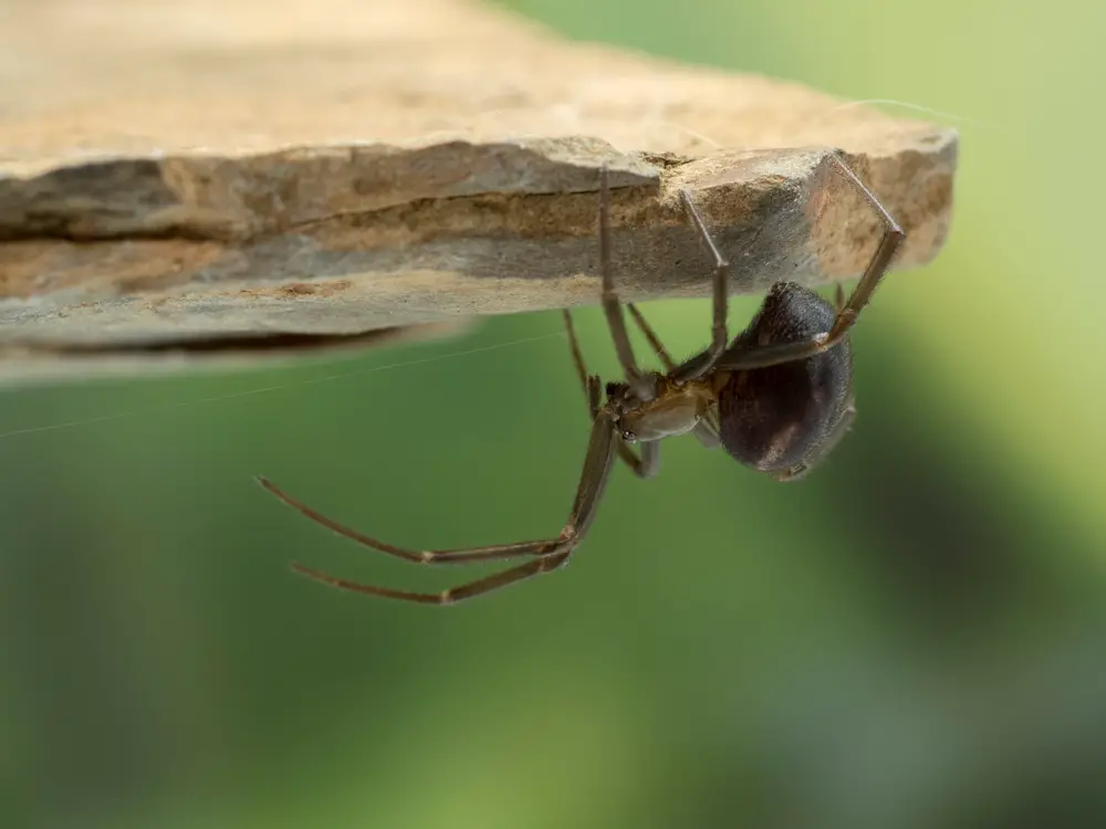 What is a false black widow spider?