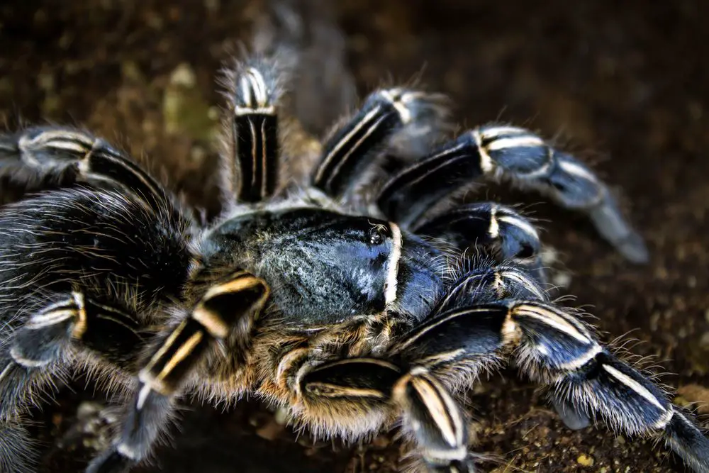 Costa Rican Zebra (aphonopelma seemanni) Care Guide