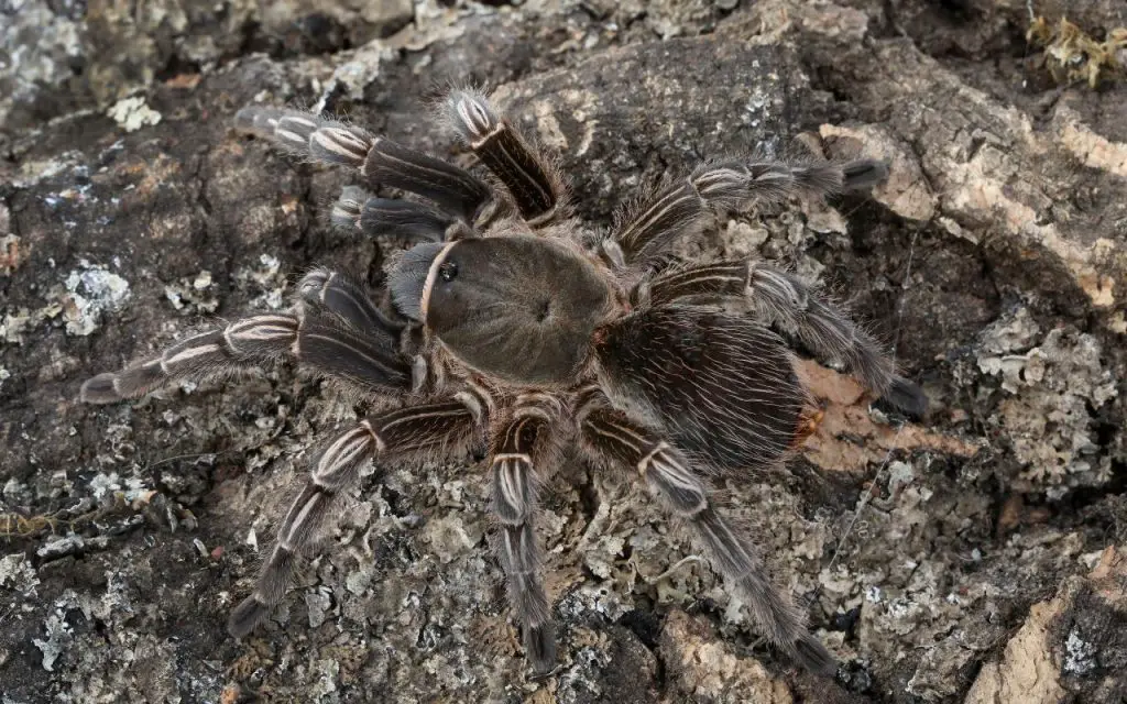 Costa Rican Zebra (aphonopelma seemanni) Care Guide