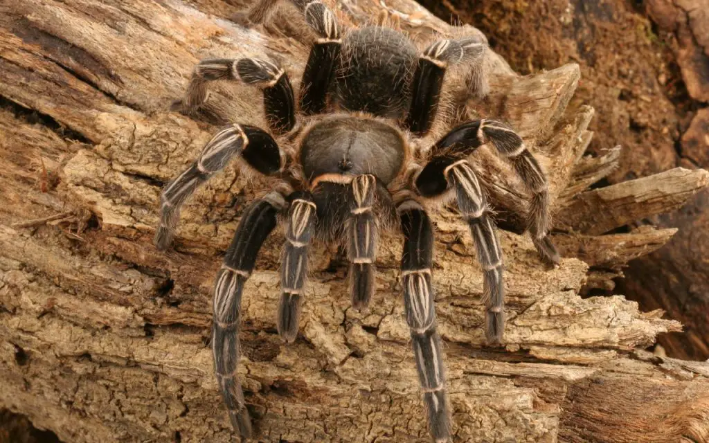 Costa Rican Zebra (aphonopelma seemanni) Care Guide