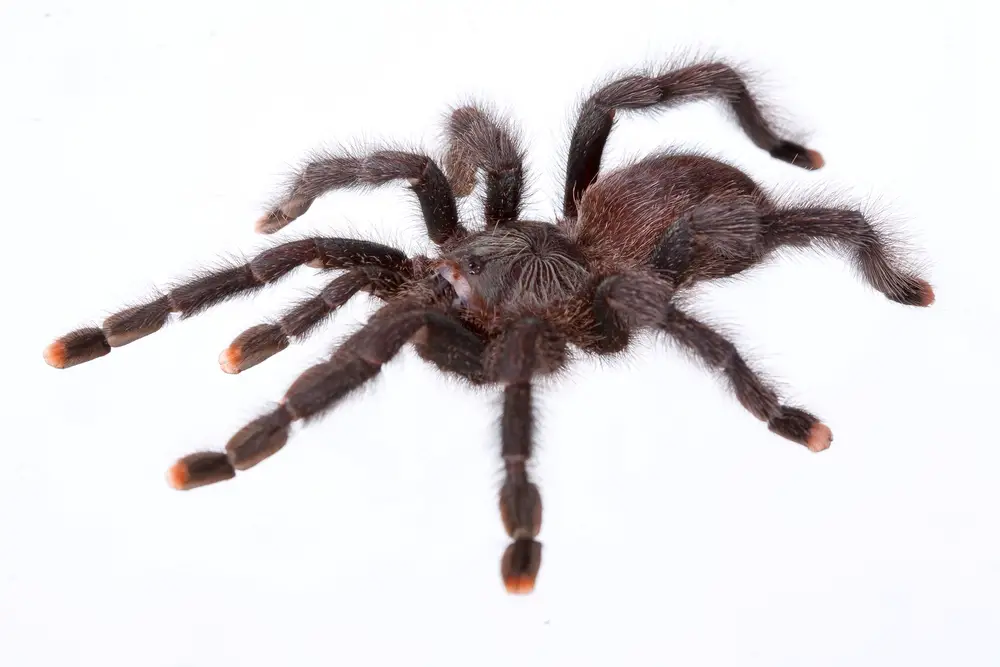 metallic pink toe tarantula care sheet