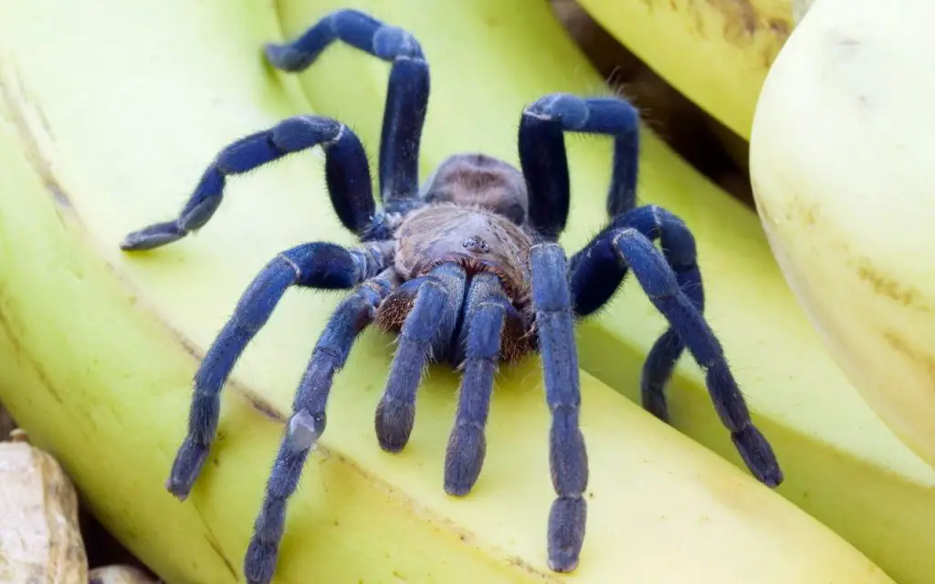 cobalt blue tarantula care