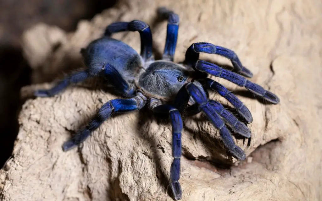 cobalt blue tarantula care