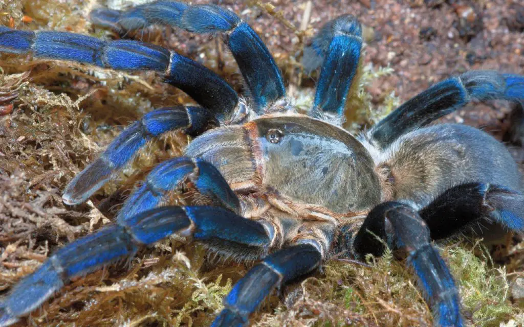 cobalt blue tarantula husbandry
