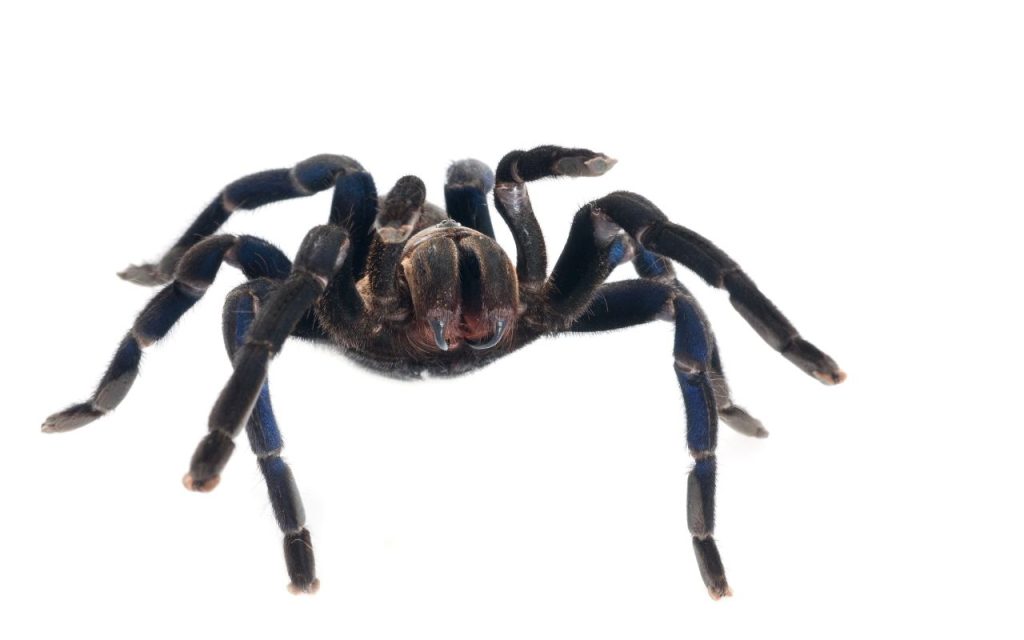 cobalt blue tarantula care