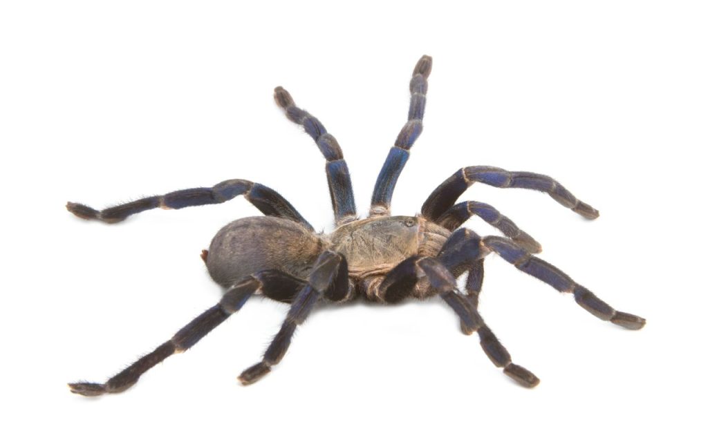 cobalt blue tarantula care