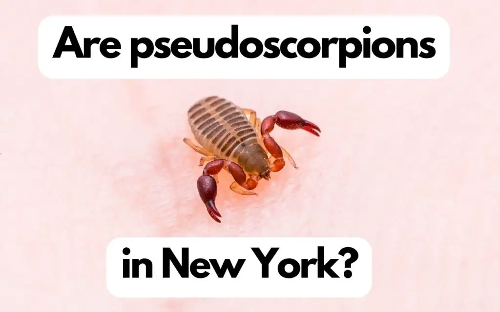 A guide to pseudoscorpions in New York