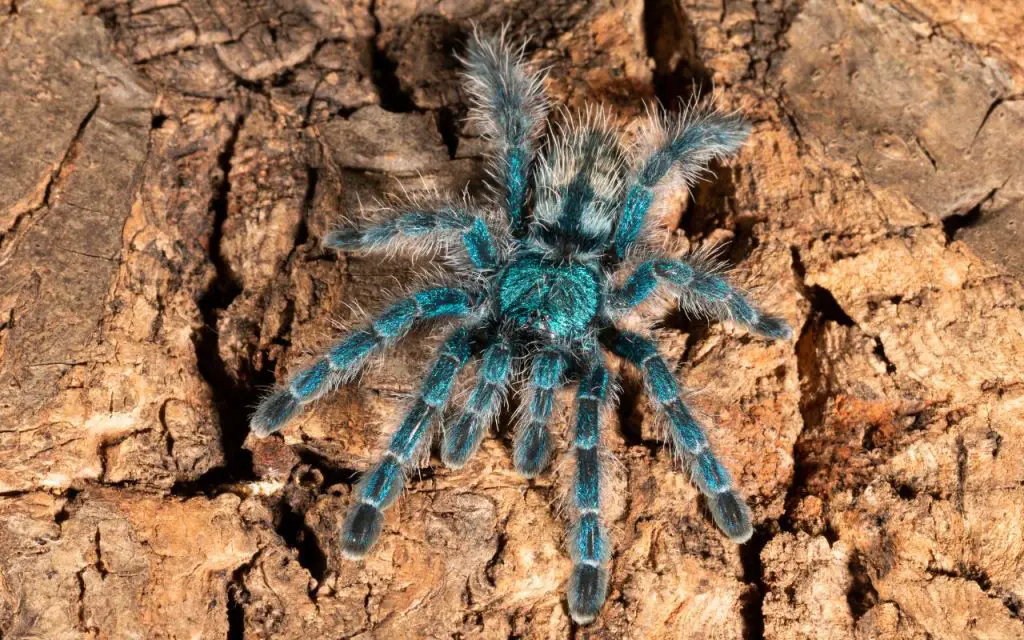 Antilles pinktoe tarantula care