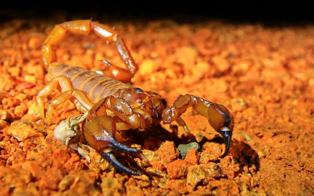 where do scorpions live in australia?