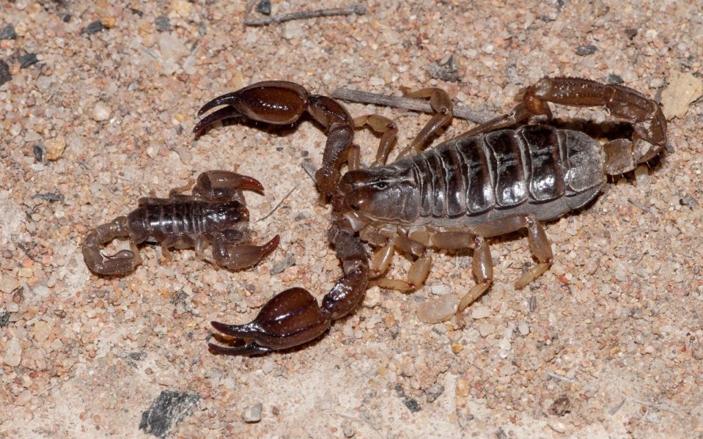 where do scorpions live in australia?