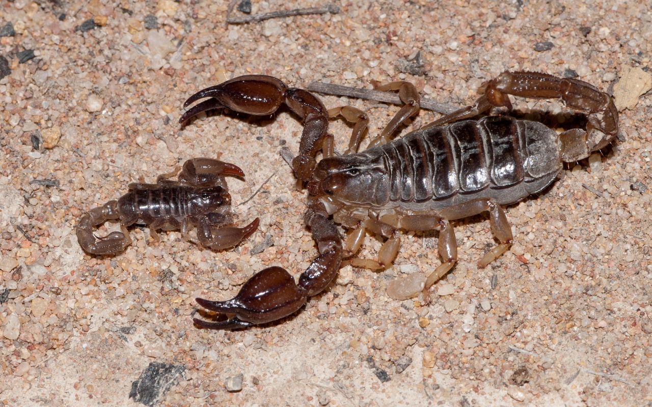 Where do scorpions live in Australia? - The Spider Blog