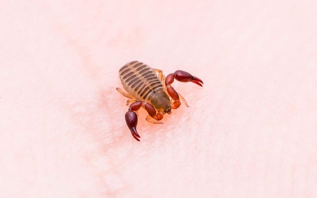 are there pseudoscorpions in michigan?