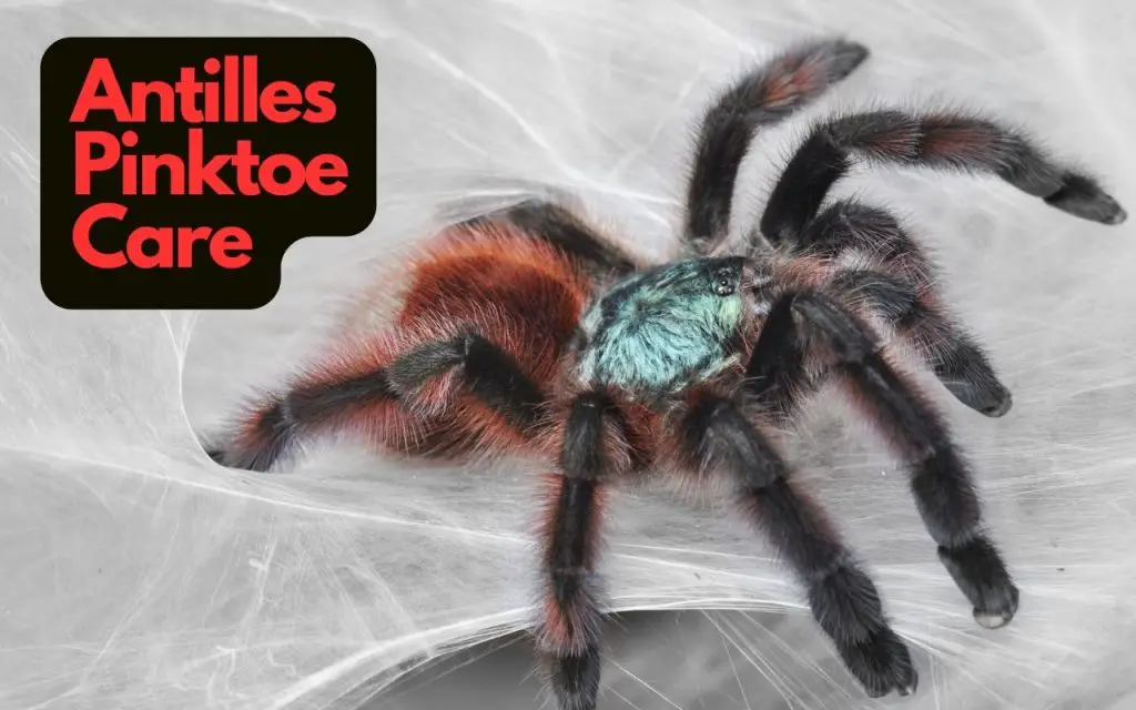 Antilles pinktoe tarantula care