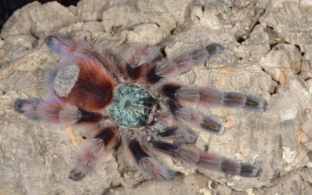 Antilles pinktoe tarantula care