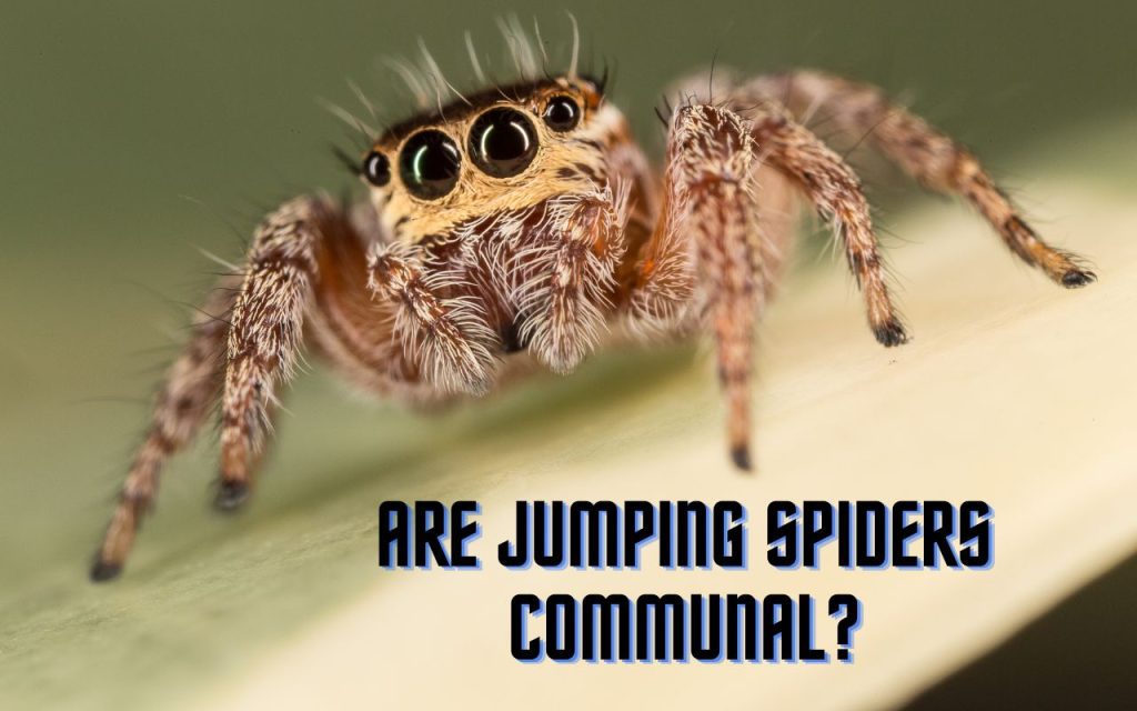 Are Jumping spiders communal?