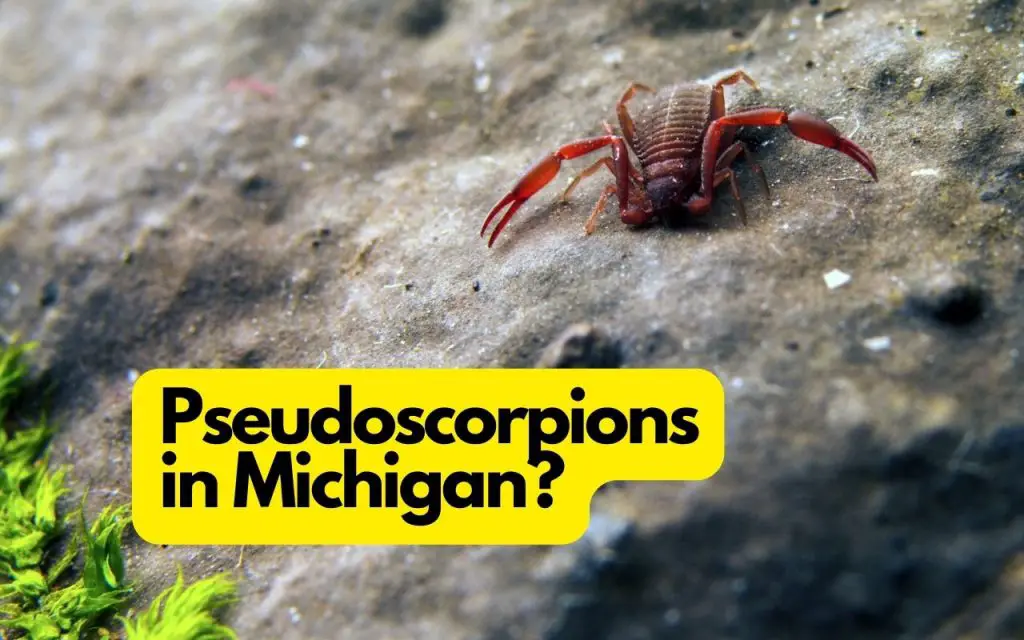 Are there pseudoscorpions in Michigan?