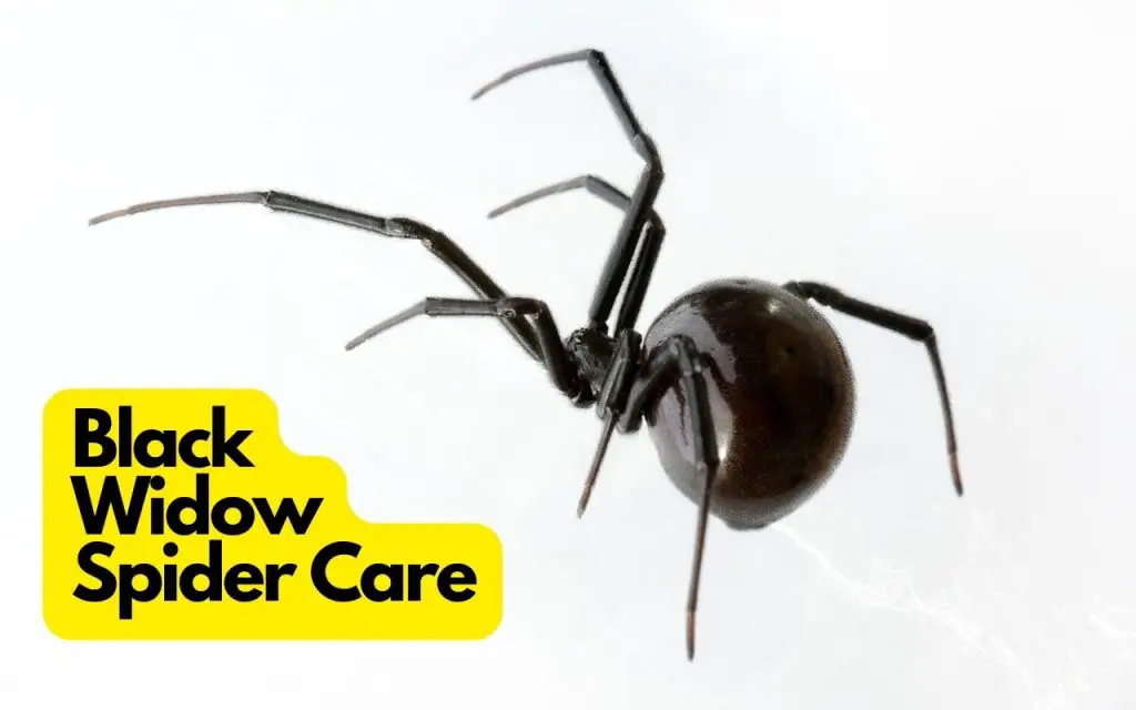 Black Widow Spider Care
