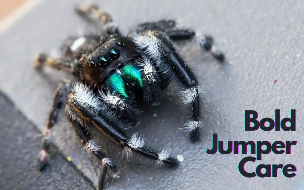 Bold Jumper Spider Care
