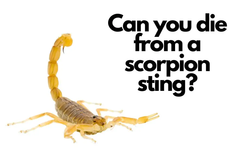 Can you die from a scorpion sting?