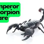 Emperor Scorpion Care