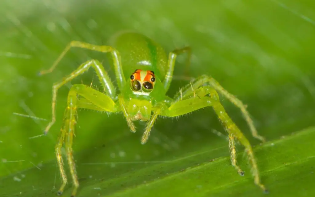 Green jumping spider care