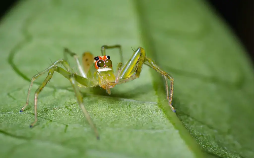 Green jumping spider care