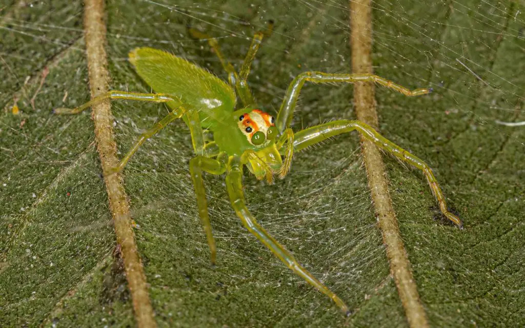 Green jumping spider care