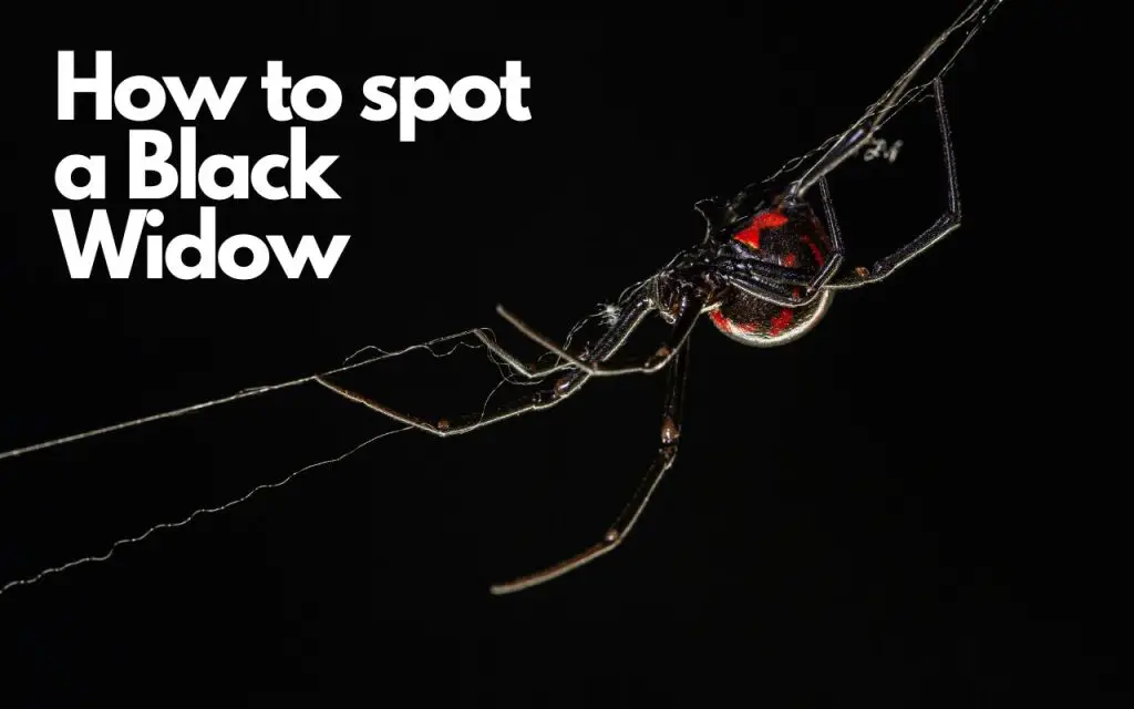 How to tell if a spider is a black widow